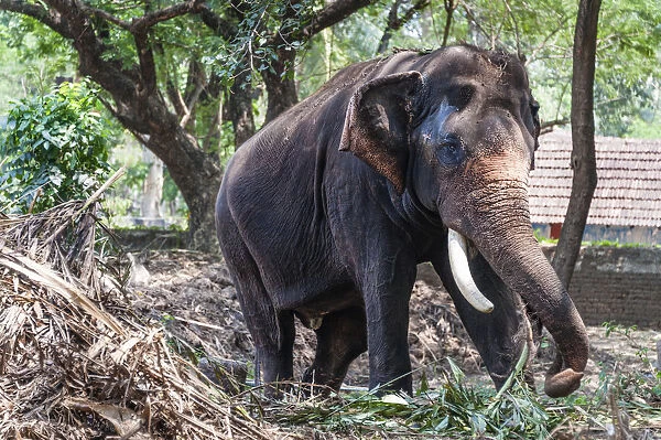 Asian Elephant -Elephas maximus-, Kerala, India