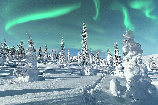 Aurora Borealis on icy trees, Lapland, Finland