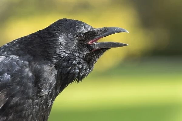 Carrion Crow -Corvus corone-