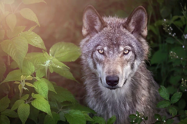 Gorgeous Gray Wolf posing against lush foliage