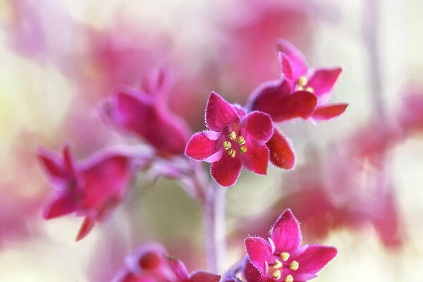 Heurchera. Tiny deep pink flowers of the summer flowering herbaceous perennial