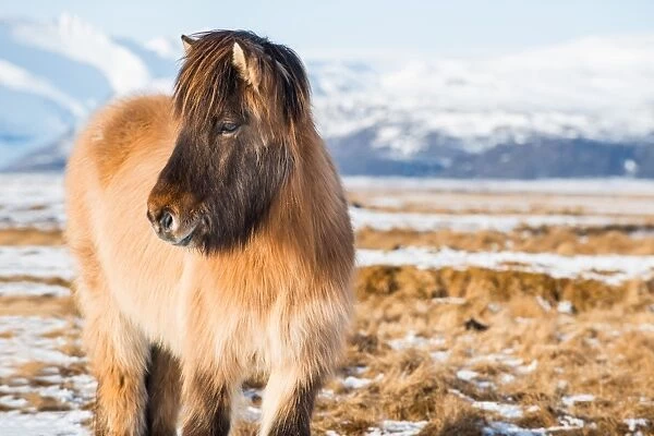 A Icelandic horse with the snowy mountain