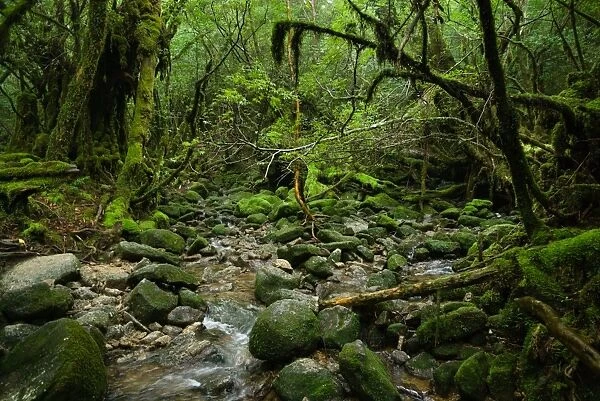Mossy rainforest stream, Yakushima, Japan