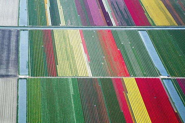 Spring in the Netherlands; aerial view of tulip fields