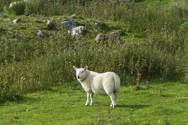 Young sheep in the Scottish Highlands, Scotland, United Kingdom, Europe