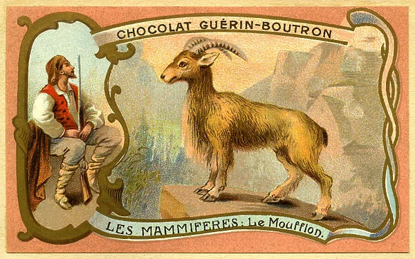 Advertising chromolithography of chocolates Guerin Boutron, The Mammals