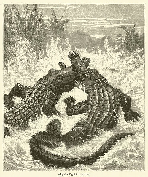 Alligator Fight in Sumatra (engraving)