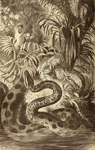 Anaconda looking for prey, from La Vida de los Animales, published in Spain c