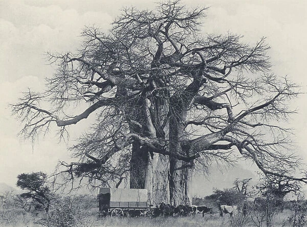A Baobab Tree (b  /  w photo)