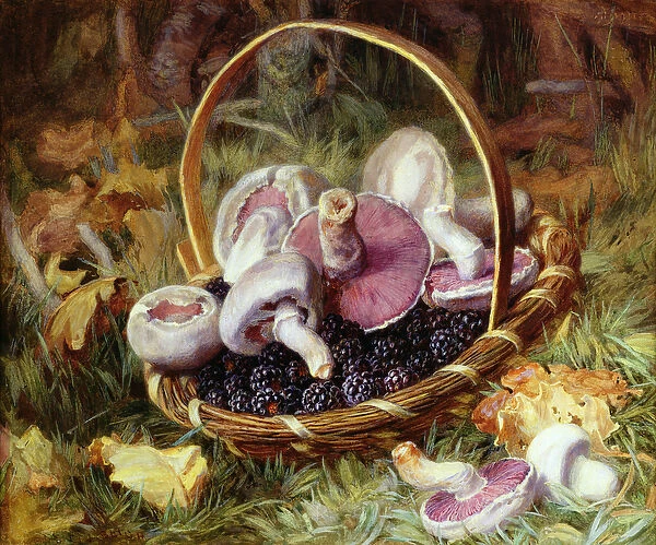 A Basket of Wild Mushrooms and Blackberries (pencil, w  /  c & bodycolour on paper)