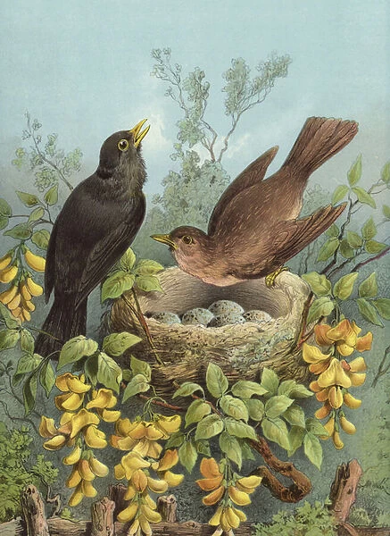 Blackbird (chromolitho)