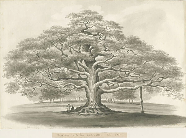 Blithfield - Bagots Oak : sepia sketch, 1833 (drawing)