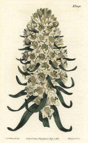 Campanula has beautiful flowers - Pyrenean bellflower, Campanula speciosa (Long-spiked bellflower, Campanula thyrsoidea). Handcoloured copperplate engraving by F. Sansom Jr