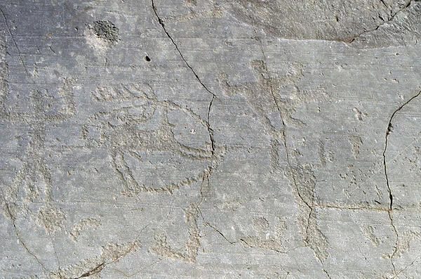 CAMUNI Deer hunting with snare, petroglyphs on Permian sandstone