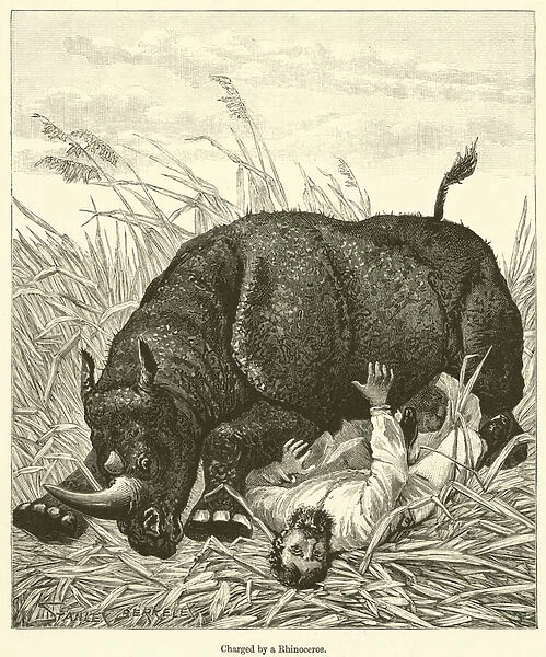 Charged by a Rhinoceros (engraving)