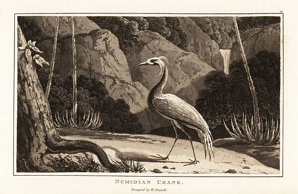 Demoiselle crane, Grus virgo, in a dramatic landscape, Africa. 1807 (aquatint)