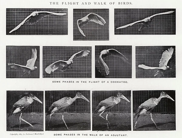 Eadweard Muybridge: The Flight and Walk of Birds (b  /  w photo)