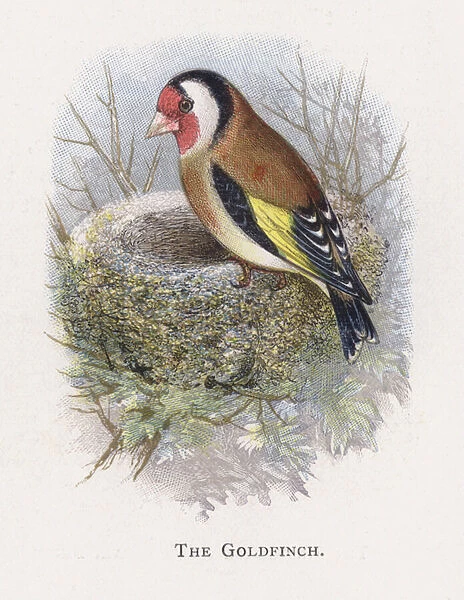 The Goldfinch (chromolitho)