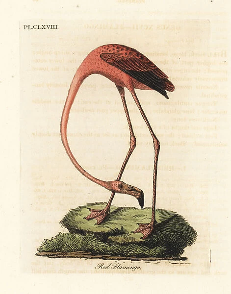 Greater flamingo, Phoenicopterus roseus, or American flamingo