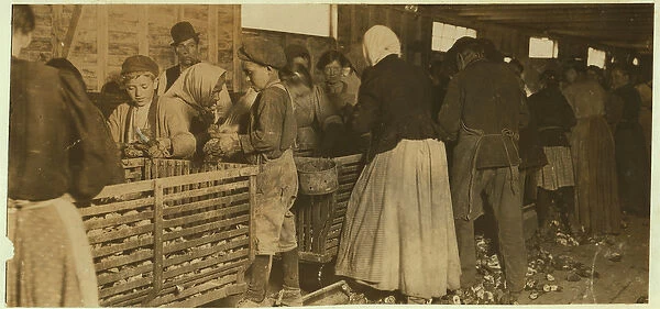 Johnnie, oyster shucker aged 9 watched by boss (with pipe) of the shucking shed at Dunbar