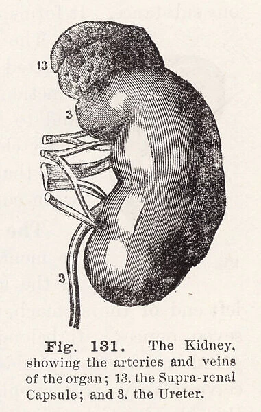 The kidney, showing the arteries and veins of the organ (engraving)