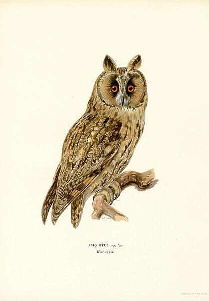 Long-eared Owl (colour litho)