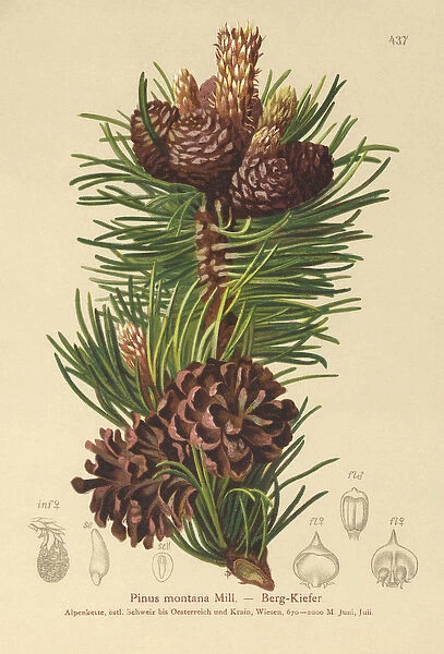Mountain Pine (Pinus montana, Pinus mugo) (colour litho)