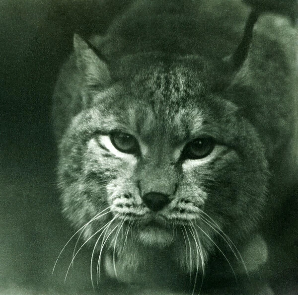 A Northern Lynx, London Zoo, February 1925 (b  /  w photo)