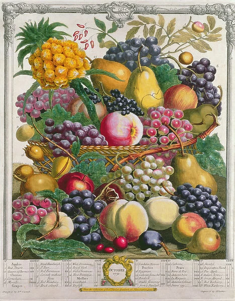 October, from Twelve Months of Fruits, by Robert Furber (c