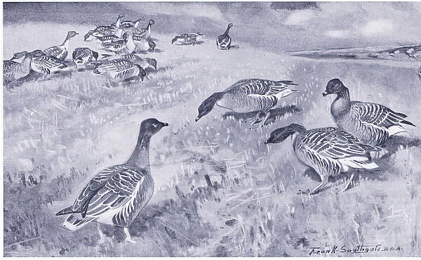 Pink Footed Geese feeding (colour litho)