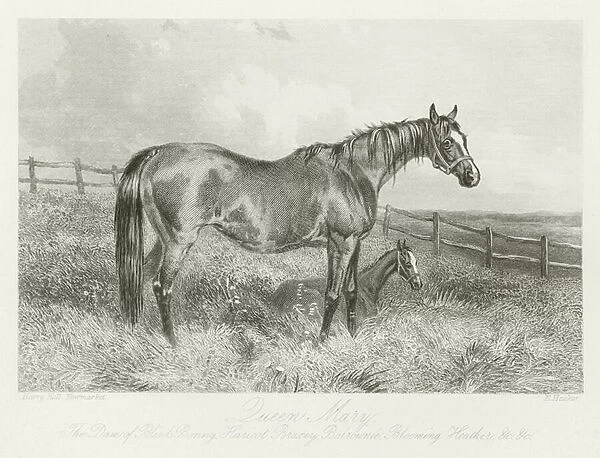 Queen Mary, foaled 1843 (b  /  w photo)
