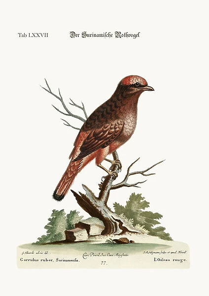 The Red Bird from Surinam, 1749-73 (coloured engraving)
