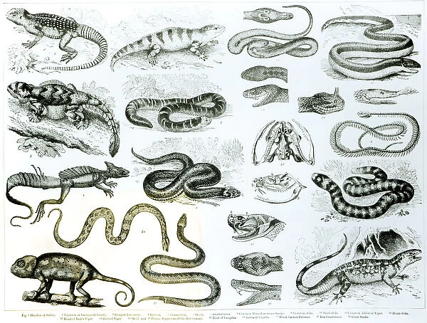Reptiles, Serpents and Lizards (litho) (b  /  w photo)