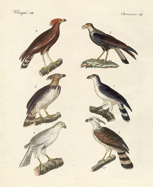 Strange eagles (coloured engraving)