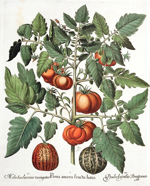 Tomatoes and Melons: 1. Poma amoris fructu luteo; 2. Melo Saccharinus variegatus; 3