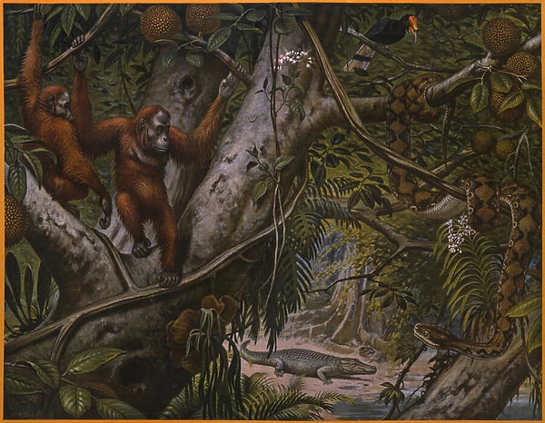 Wild animals of the rain forest (colour litho)