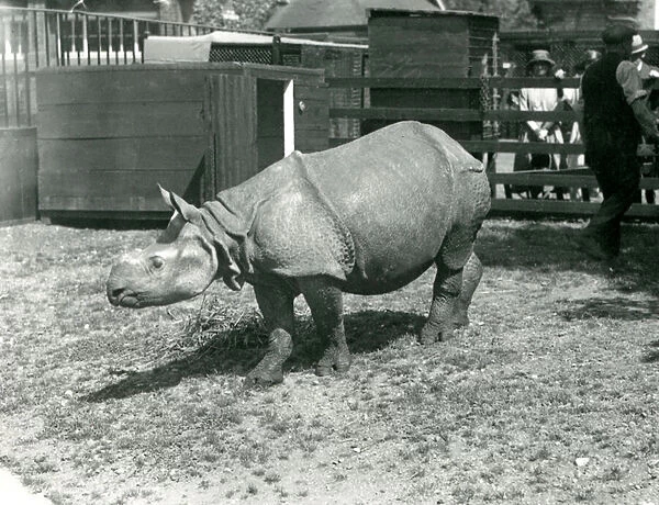 A young Indian Rhinoceros at London Zoo, June 1922 (b  /  w photo)