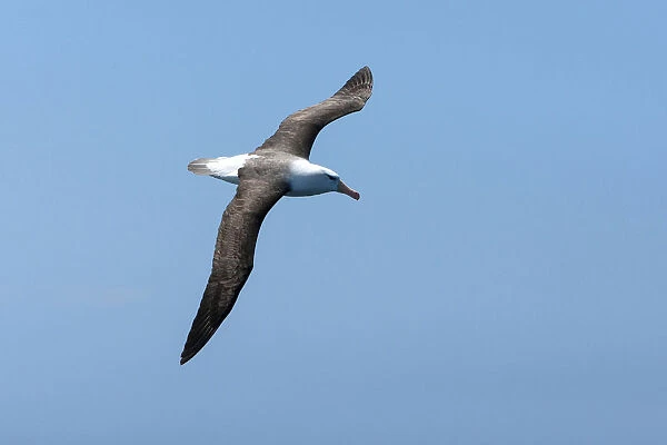 Adult Black-browed Albatross in flight, Thalassarche melanophris, South Africa