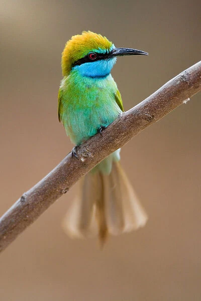 Arabian Green Bee-eater adult perched, Merops orientalis, Oman