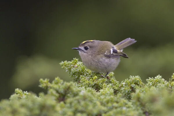 Azores Kinglet perched on a twig, Azores