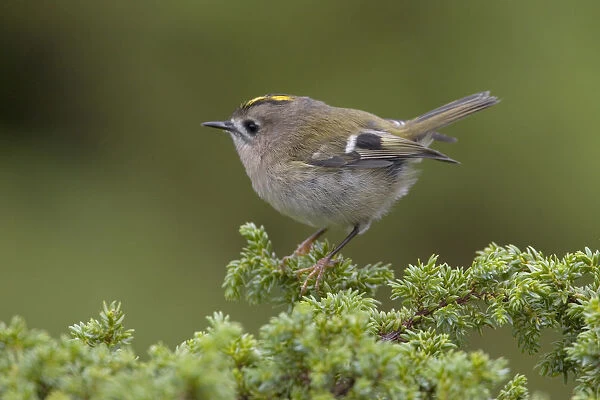 Azores Kinglet perched on a twig, Azores