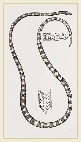 Banded Sea-Snake