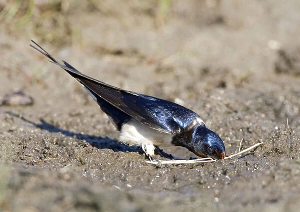 Barn Swallow gathering mud for its nest, Hirundo rustica