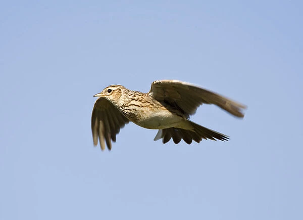 Eurasian Skylark in flight, Alauda arvensis