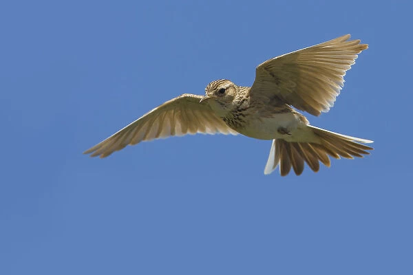 Eurasian Skylark in song flight, Alauda arvensis, Italy
