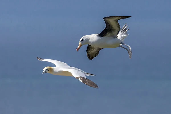 Famous returning adult Black-browed Albatross on Heligoland, Germany, Thalassarche melanophris