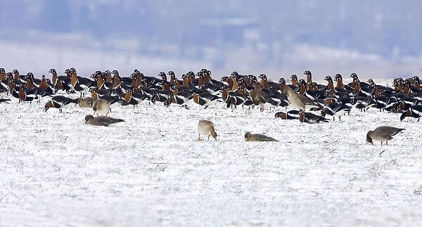 Flock of Red-breasted Geese (Branta ruficollis) wintering in Bulgaria, Bulgaria