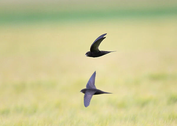 Foraging Common Swift flying low above grain fields, Apus apus, Netherlands