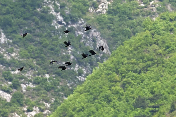 Group of Alpine Choughs flying through a valley, Pyrrhocorax graculus, China