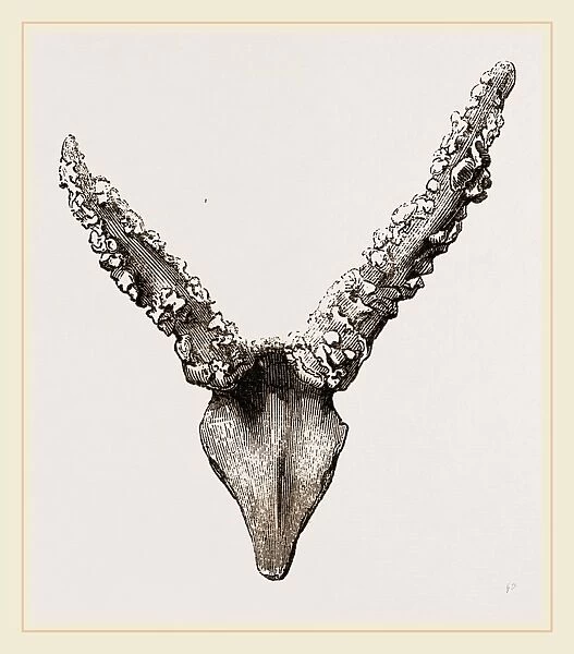 Horns of Fallow-Deer